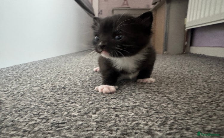 Domestic Shorthair cats - Advert 13