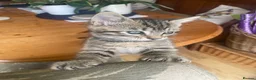 Mixed Breed cats for sale: Ready to leave: 9 weeks old-Tabby kittens  - Advert 17