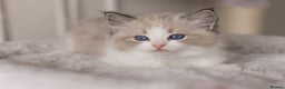Ragdoll cats for sale: Bicolour and Lynx Ragdoll kittens - Advert 31
