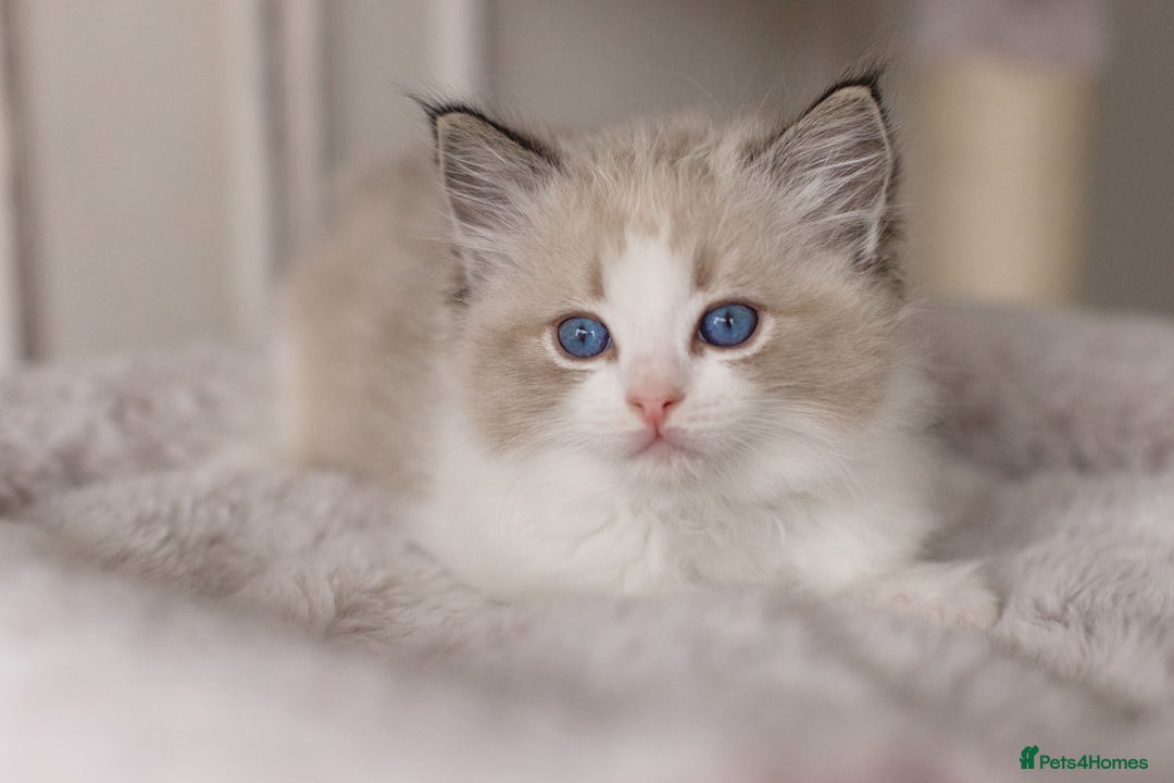 Ragdoll cats for sale: Bicolour and Lynx Ragdoll kittens - Advert 31