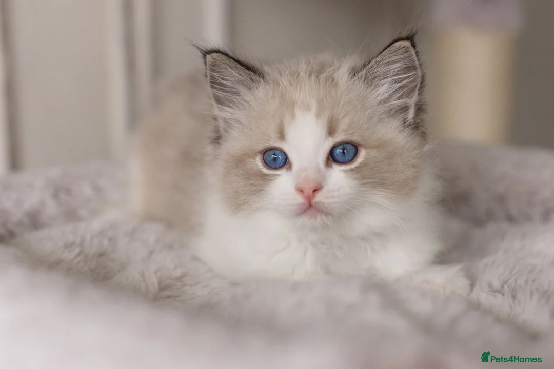 Ragdoll cats for sale: Last Blue Bicolour Ragdoll female available  - Advert 17