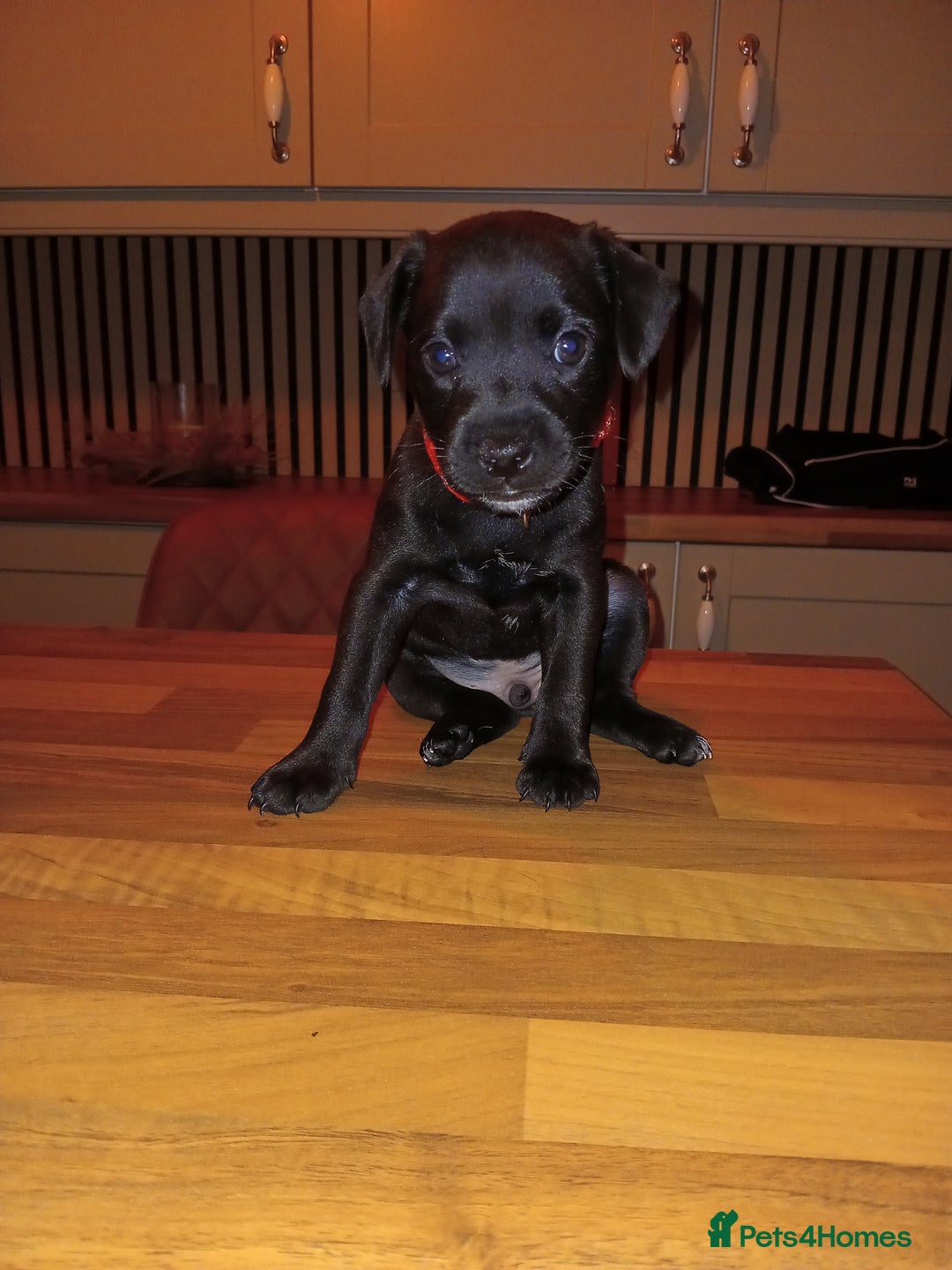Patterdale Terrier dogs for sale: Nuttall and brae buck patterdale Terrier pups  - Advert 2
