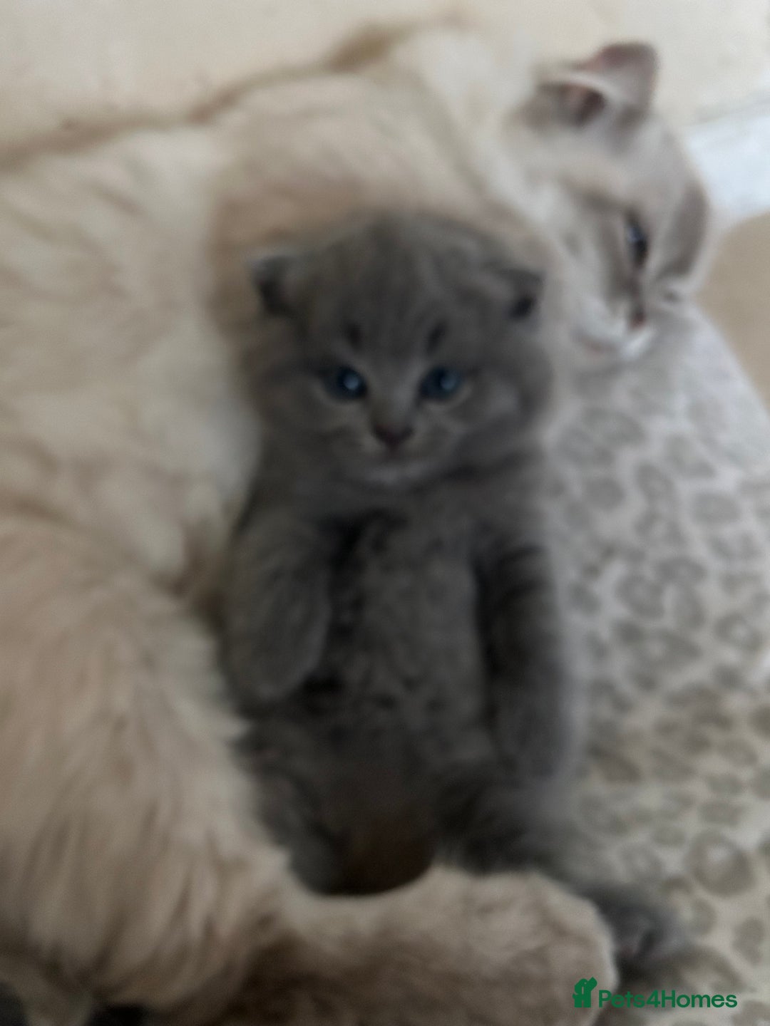 Scottish Fold cats for sale: Scottish fold kittens ready for reservation. - Image 4