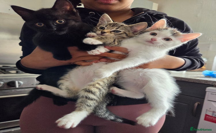 Mixed Breed cats - Advert 3