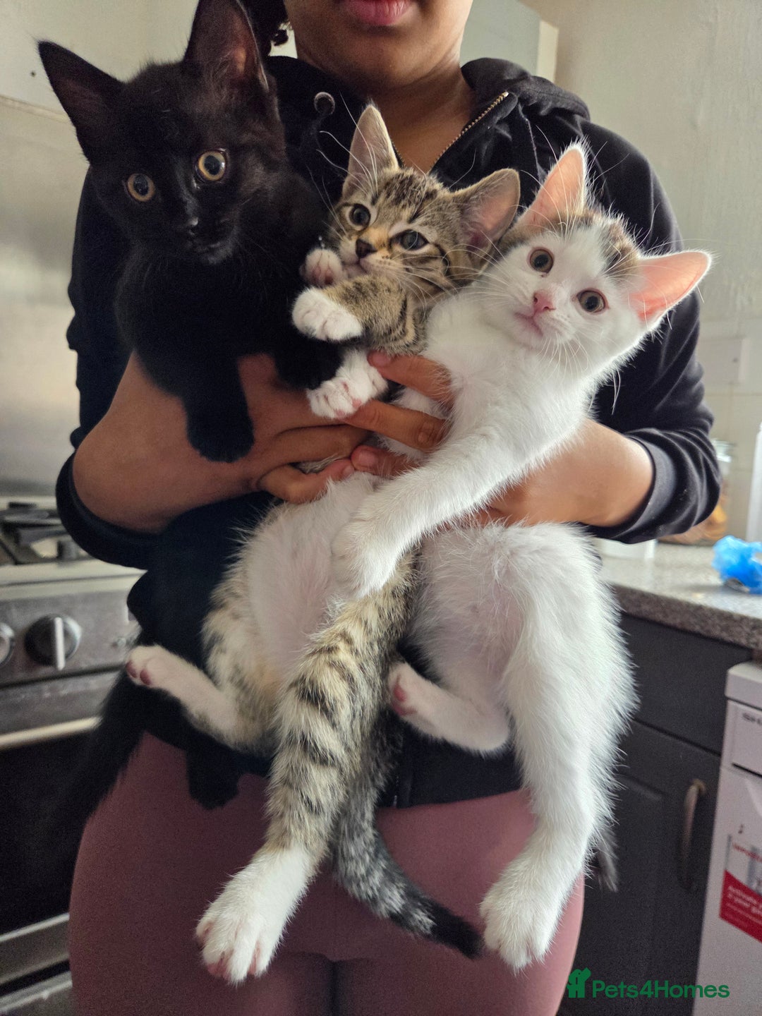 Mixed Breed cats for sale: 3 beautiful kittens  - Image 1