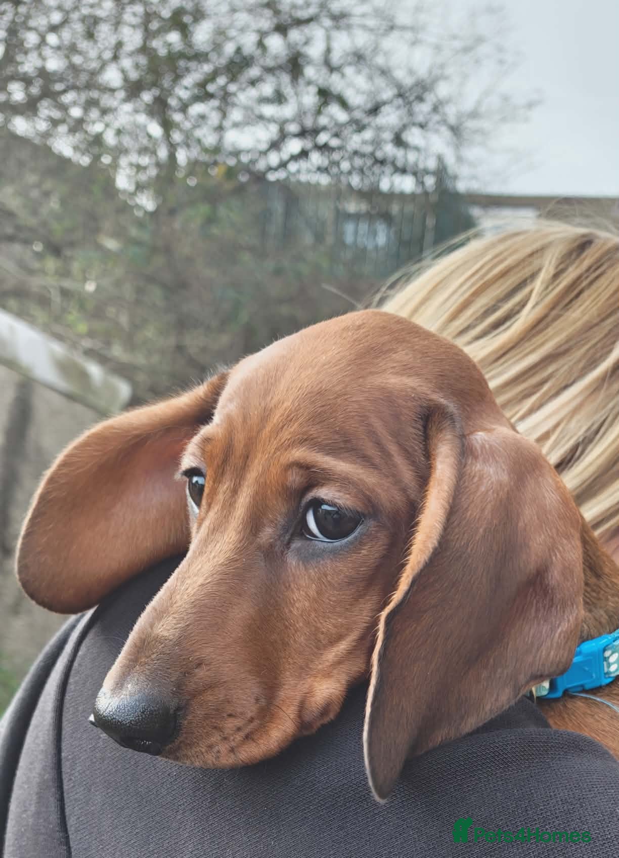 Miniature Dachshund dogs Miniature Dachshund puppies  - Advert 13