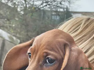 Miniature Dachshund dogs Miniature Dachshund puppies - Advert 13