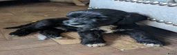 Mixed Breed dogs for sale: Cockapoo x labradoodle  - Advert 6