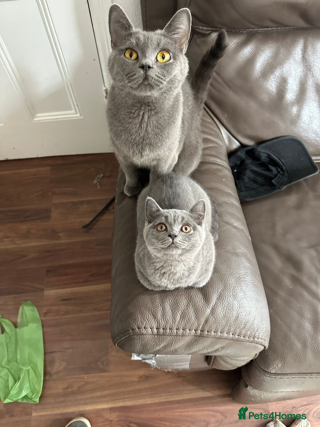 Brazilian Shorthair cats for sale: British shorthair 13 weeks old - Image 5