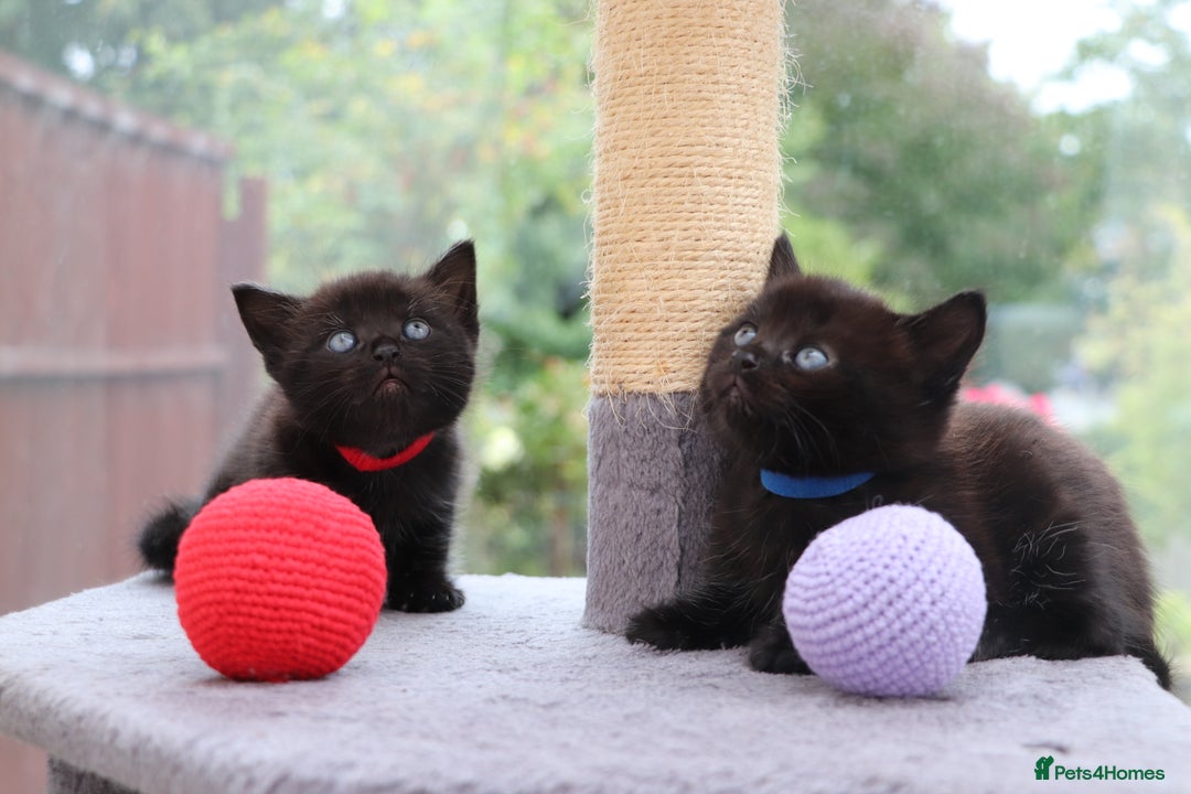 Mixed Breed cats for sale: Beautiful Kittens Looking For a New Home - Image 8