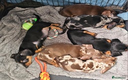 Miniature Dachshund dogs for sale: Beautiful miniature dachshund puppies - Image 2