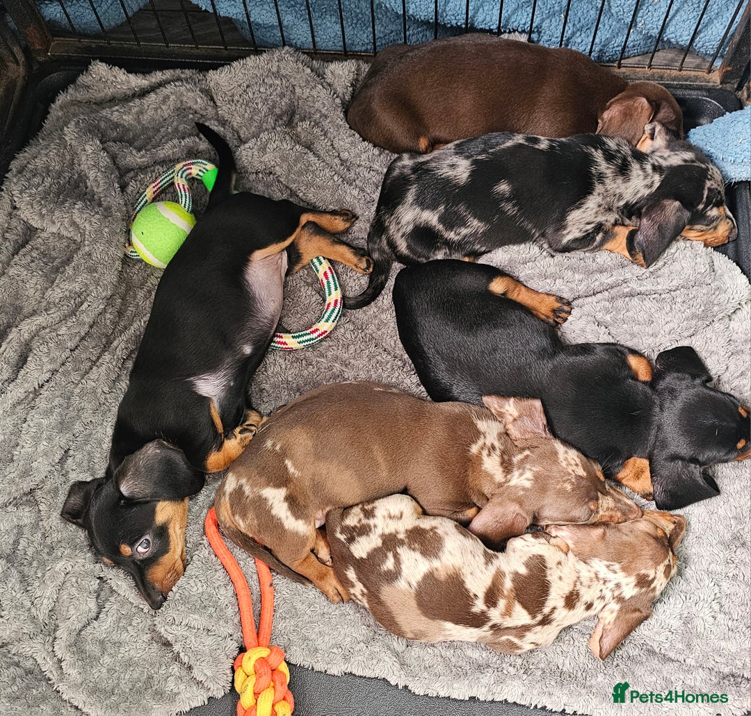 Miniature Dachshund dogs for sale: Beautiful miniature dachshund puppies - Image 2