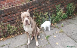 Mixed Breed dogs for sale: Caine corso/ American bully 10 weeks - Advert 32