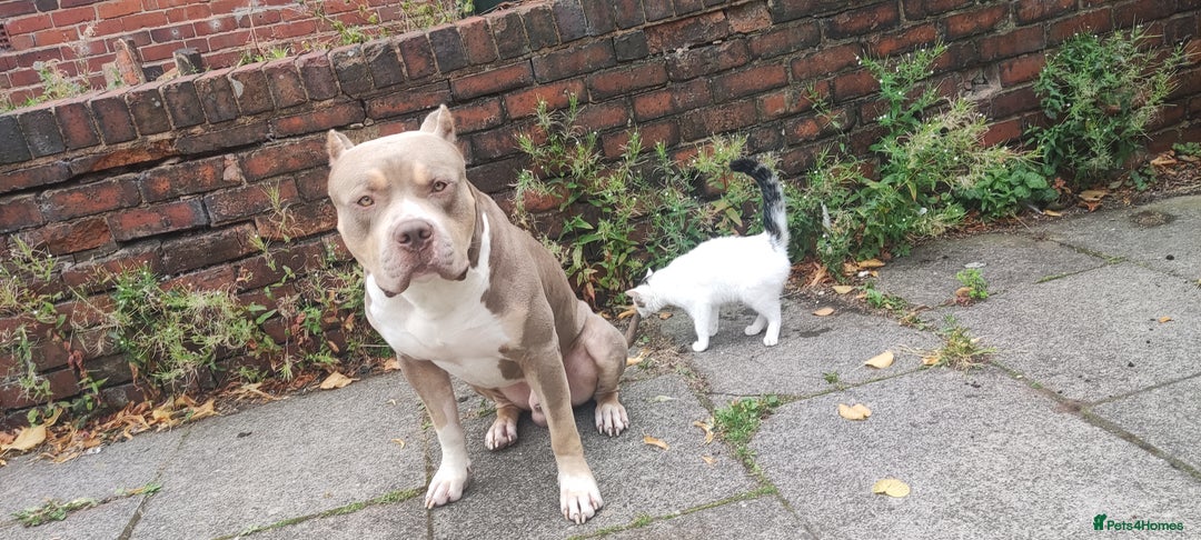 Mixed Breed dogs for sale: Caine corso/ American bully 10 weeks - Advert 32
