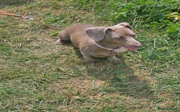 Miniature Dachshund dogs for sale: Miniature dachshund pups - Image 7