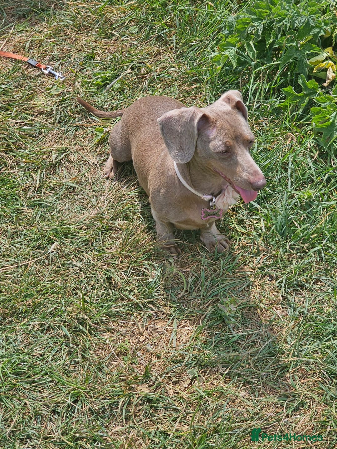 Miniature Dachshund dogs for sale: Miniature dachshund pups - Image 7