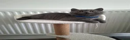 British Shorthair cats for sale: 💙 Last Blue Boy British Shorthair to Reserve 💙 - Advert 4