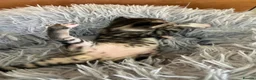 Bengal cats for sale: Beautiful half Bengal kittens - Advert 18