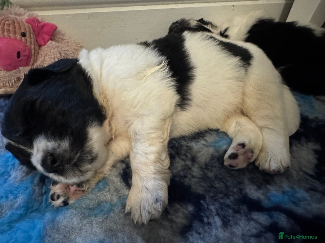 Newfoundland dogs for sale: QUALITY KC REGISTERED NEWFOUNDLAND PUPPIES - Image 7