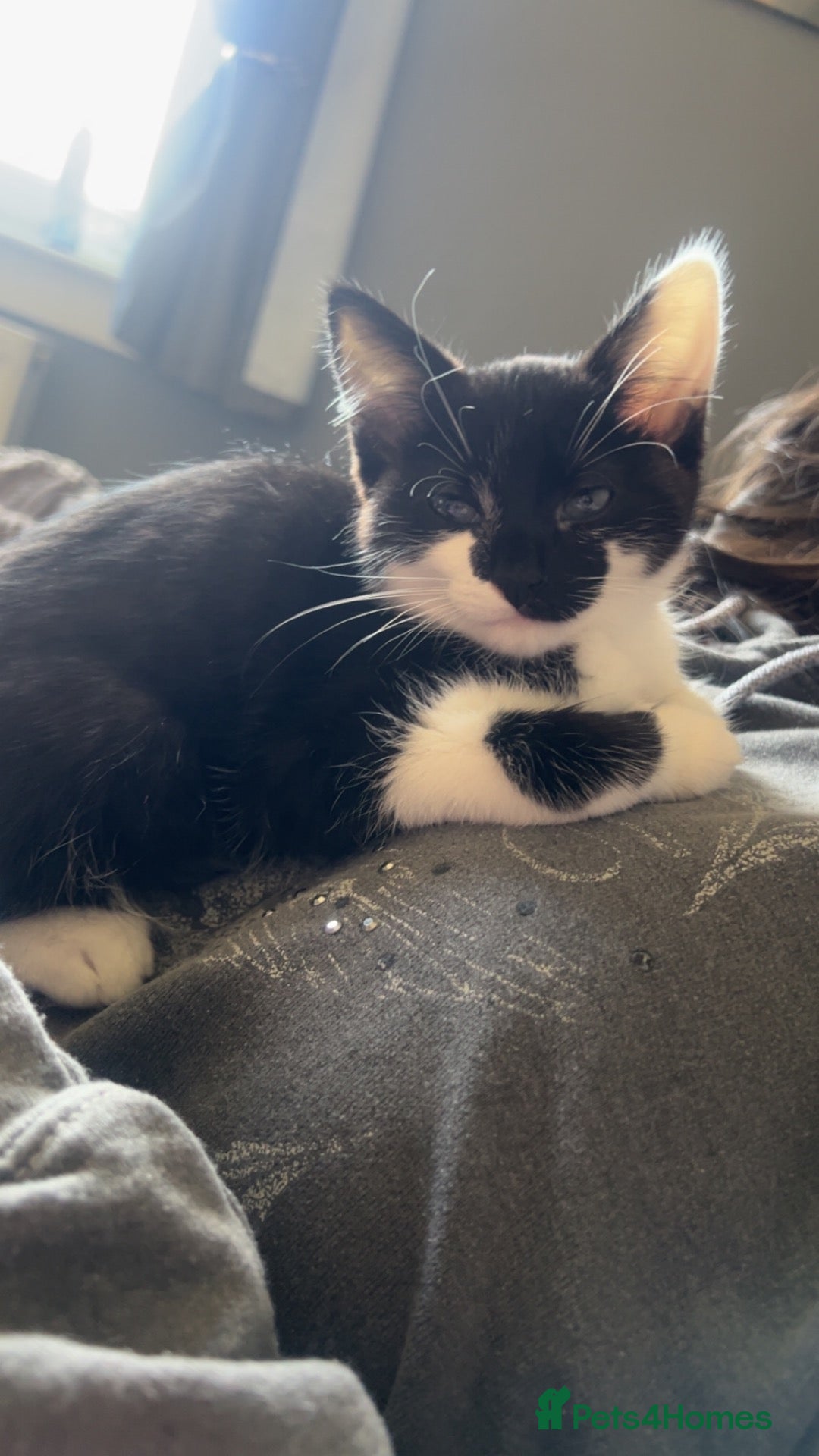 Mixed Breed cats for sale: Black and white male kitten  - Advert 6