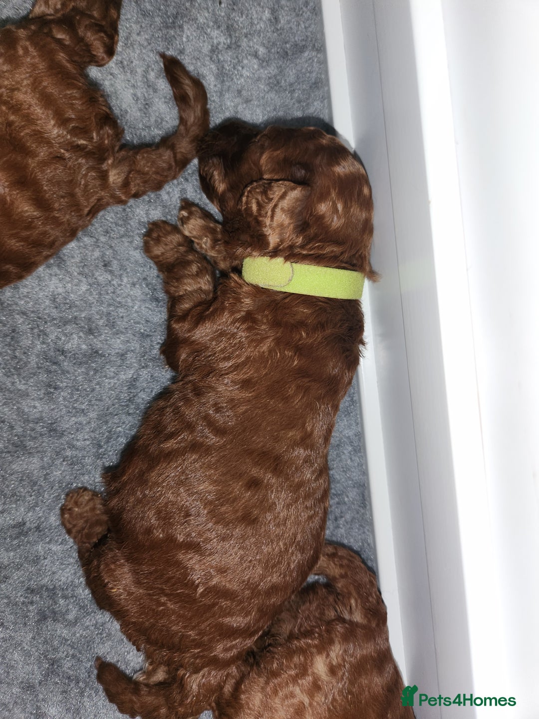 Miniature Poodle dogs for sale: Stunning red miniature poodle - Advert 37