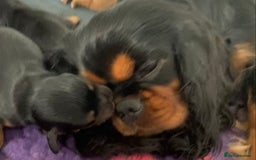 Cavalier King Charles Spaniel dogs for sale: KC, Health Tested Cavalier King Charles Spaniels  - Image 8