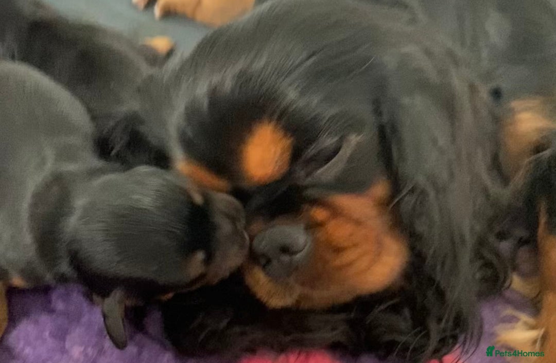 Cavalier King Charles Spaniel dogs for sale: KC, Health Tested Cavalier King Charles Spaniels  - Image 8