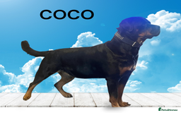 Rottweiler dogs for sale: Rottweiler puppies waiting list open - Image 3