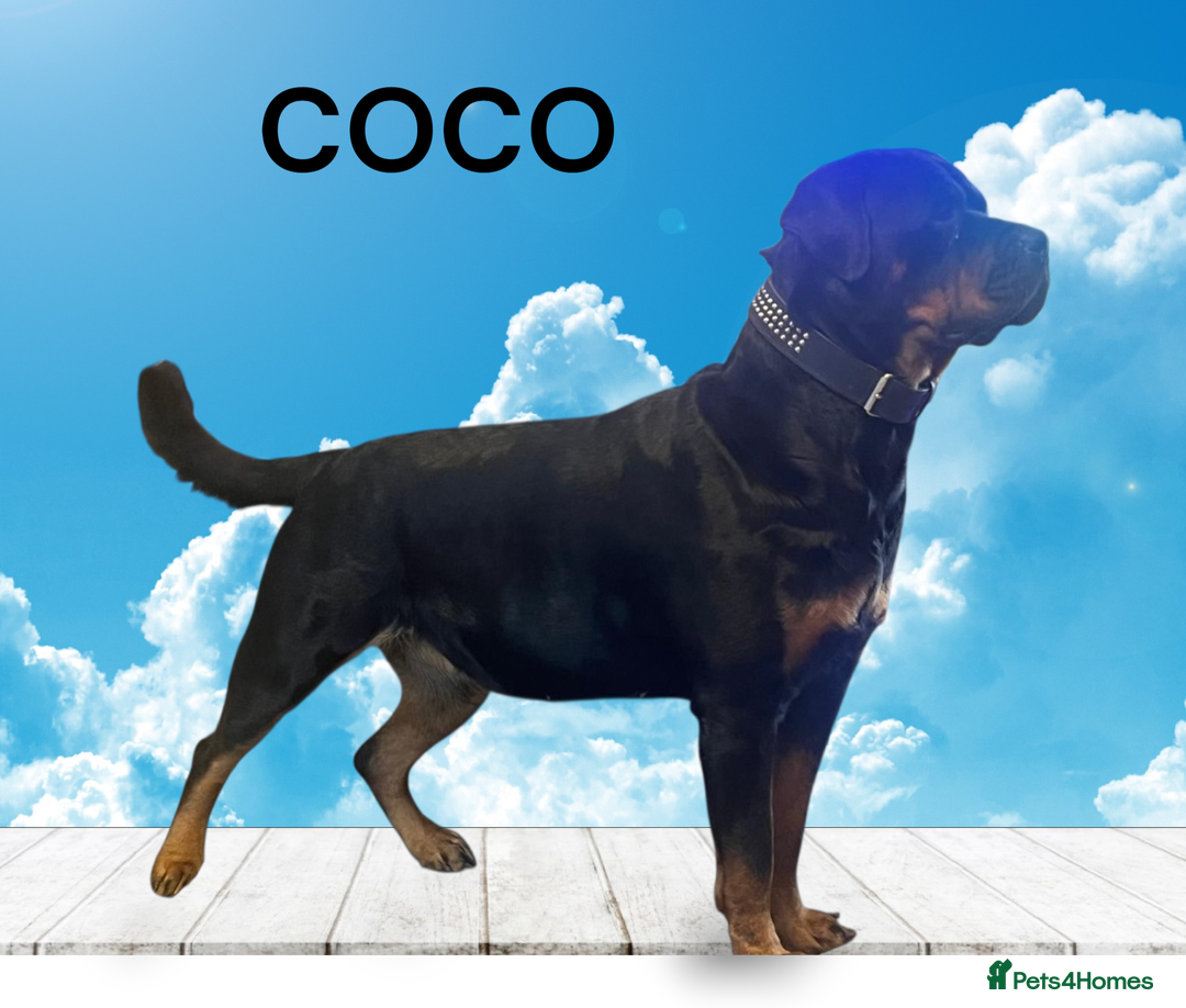 Rottweiler dogs for sale: Rottweiler puppies waiting list open - Image 3