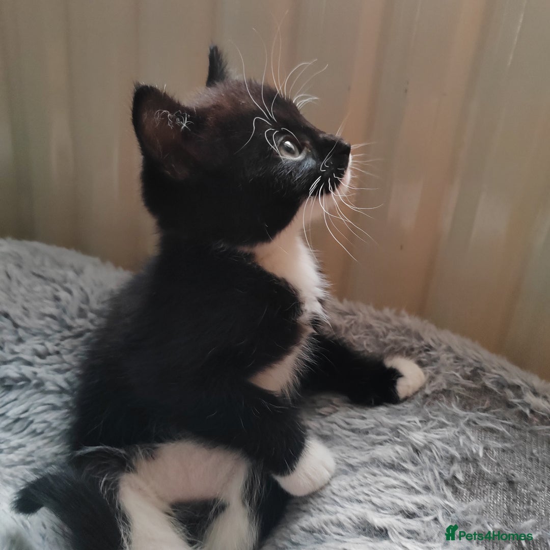 Mixed Breed cats for sale: Lovely kittens  - Advert 22