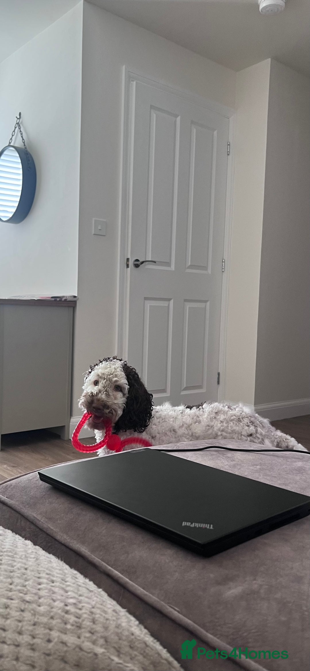Cockapoo dogs for sale: 2 year old female cockapoo for sale  - Image 5