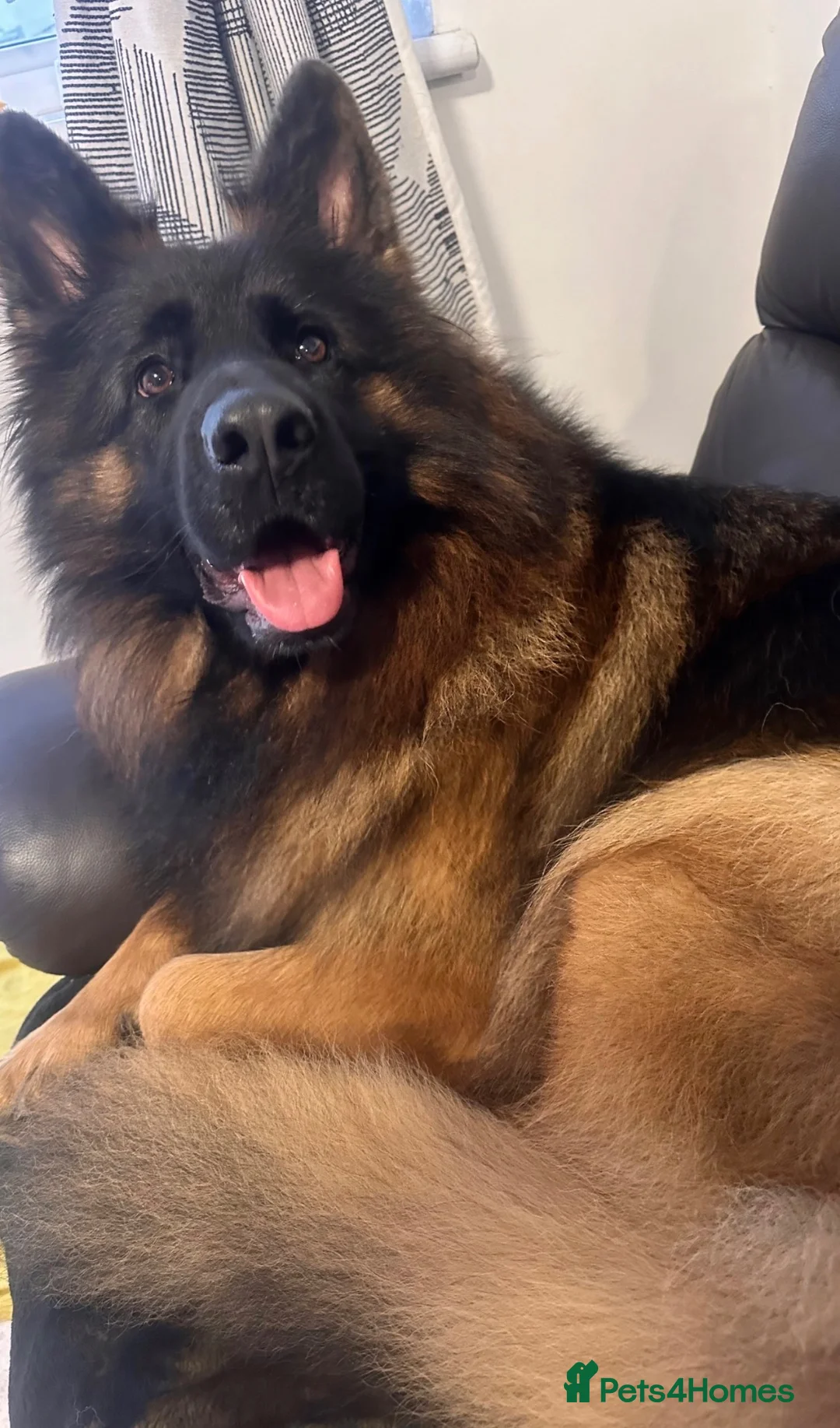 German Shepherd dogs for sale: Full pedigree German shepherd longhair  - Advert 2