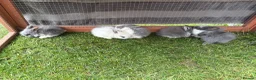 Lionhead rabbits for sale: Mini lion head rabbits  in Derby - Advert 2