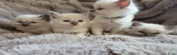 Ragdoll cats for sale: 🏆GCCF REG. EXTENSIVELY TESTED RAGDOLL KITTENS 🌟 - Advert 19