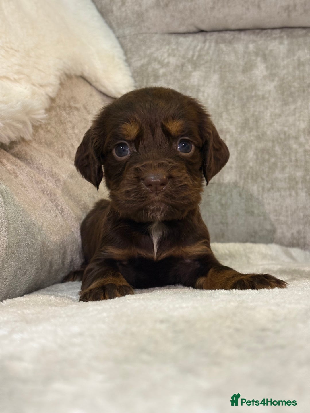 Cocker Spaniel dogs for sale: Stunning cocker spaniel puppies - Advert 5