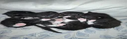 British Shorthair cats for sale: British Shorthair blue cross kittens - Advert 8