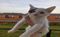 British Shorthair cats for sale: 3 kittens wanting forever homes  in Barnsley - Image 1