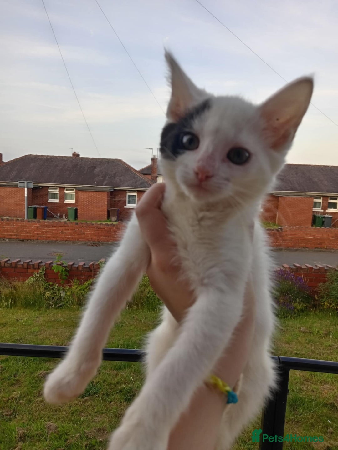 British Shorthair cats for sale: 3 kittens wanting forever homes  in Barnsley - Image 1