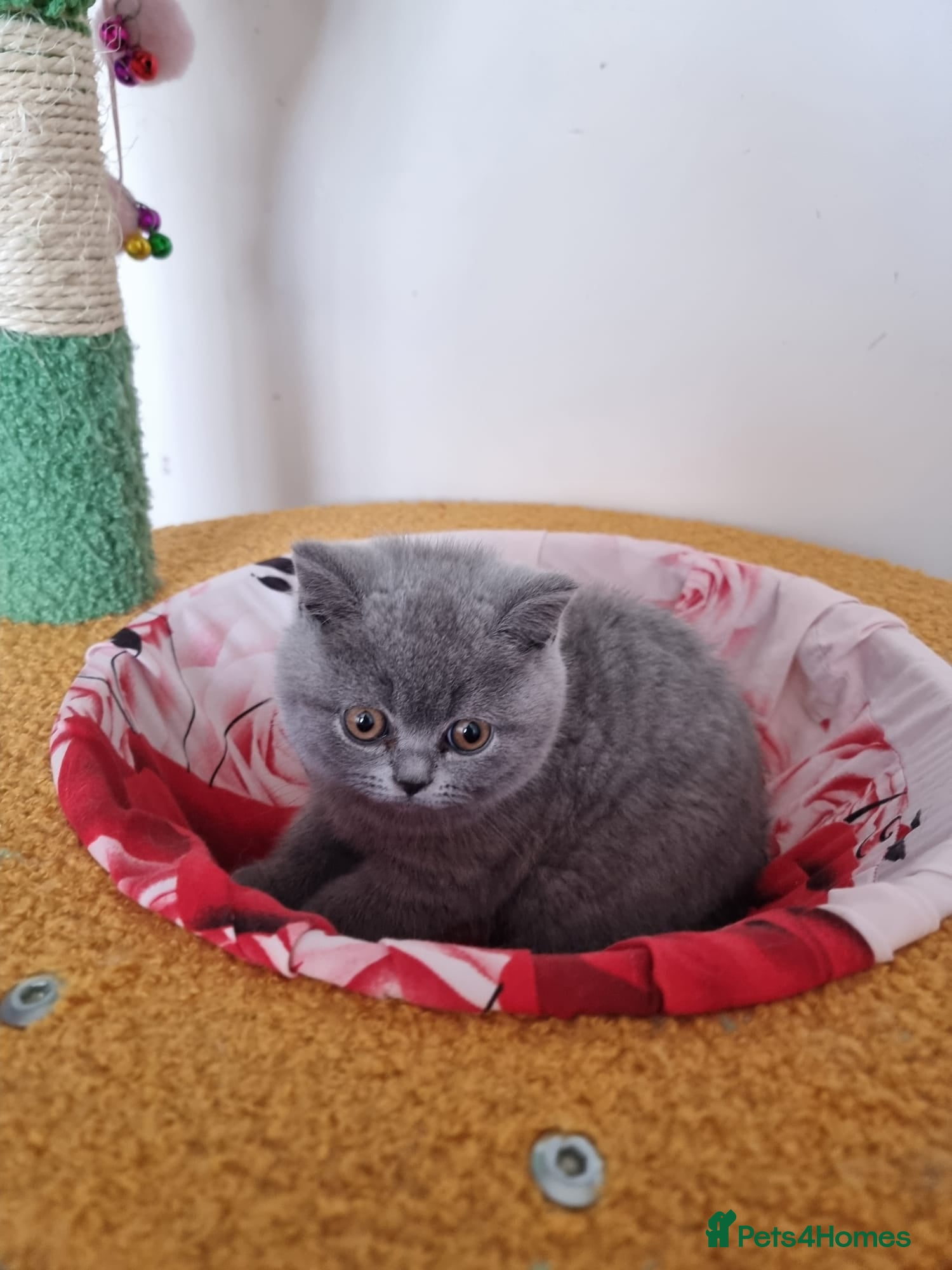 British Shorthair cats Last Blue Female Left BSH Healthy GCCF Pedigree - Advert 11