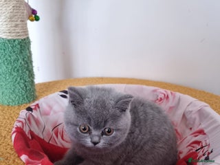 British Shorthair cats Blue & Black BSH Kittens Healthy GCCF Pedigree - Advert 5