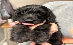 Doxiepoo dogs for sale: doxipoo puppies READY NOW - Image 15
