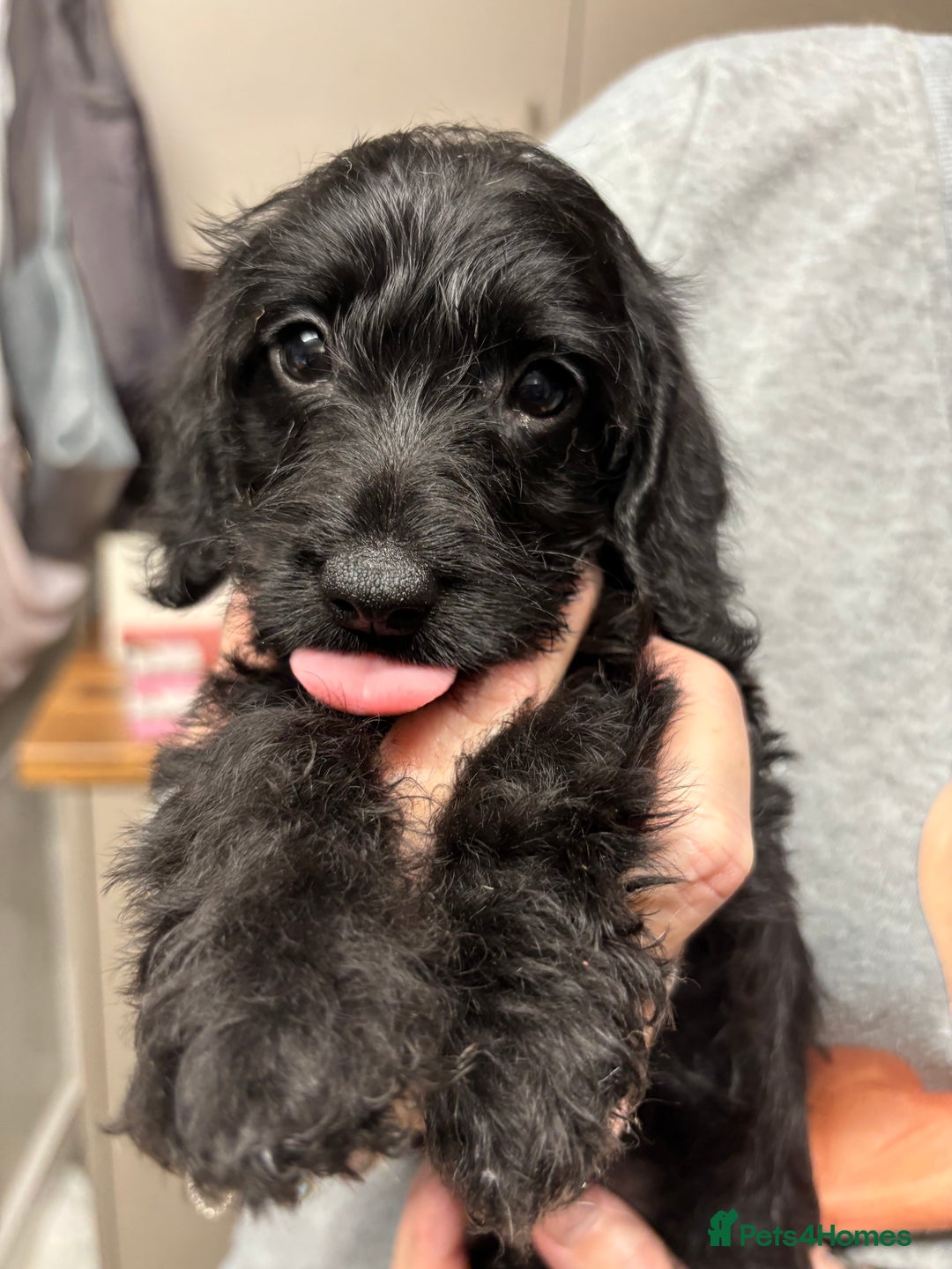 Doxiepoo dogs for sale: doxipoo puppies READY NOW - Image 15