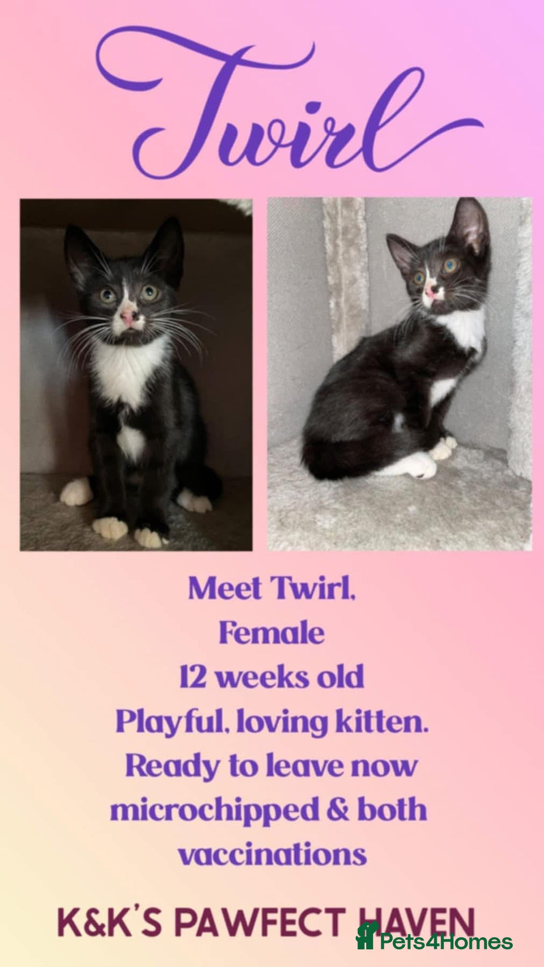 Domestic Shorthair cats for sale: Kittens and cats for adoption.  - Image 12