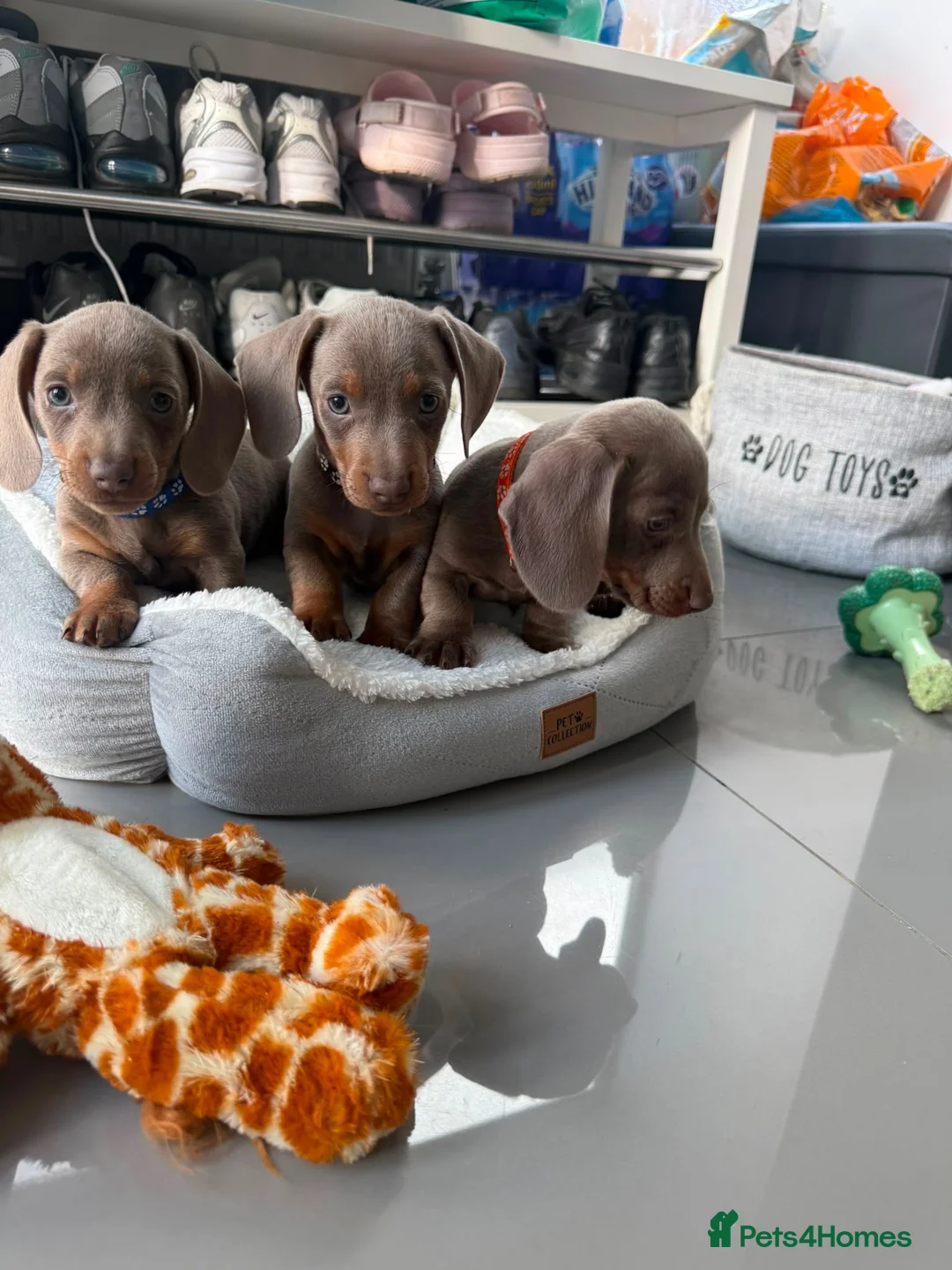 Miniature Dachshund dogs for sale: Miniature Dachshund Puppies in Bradford - Advert 1