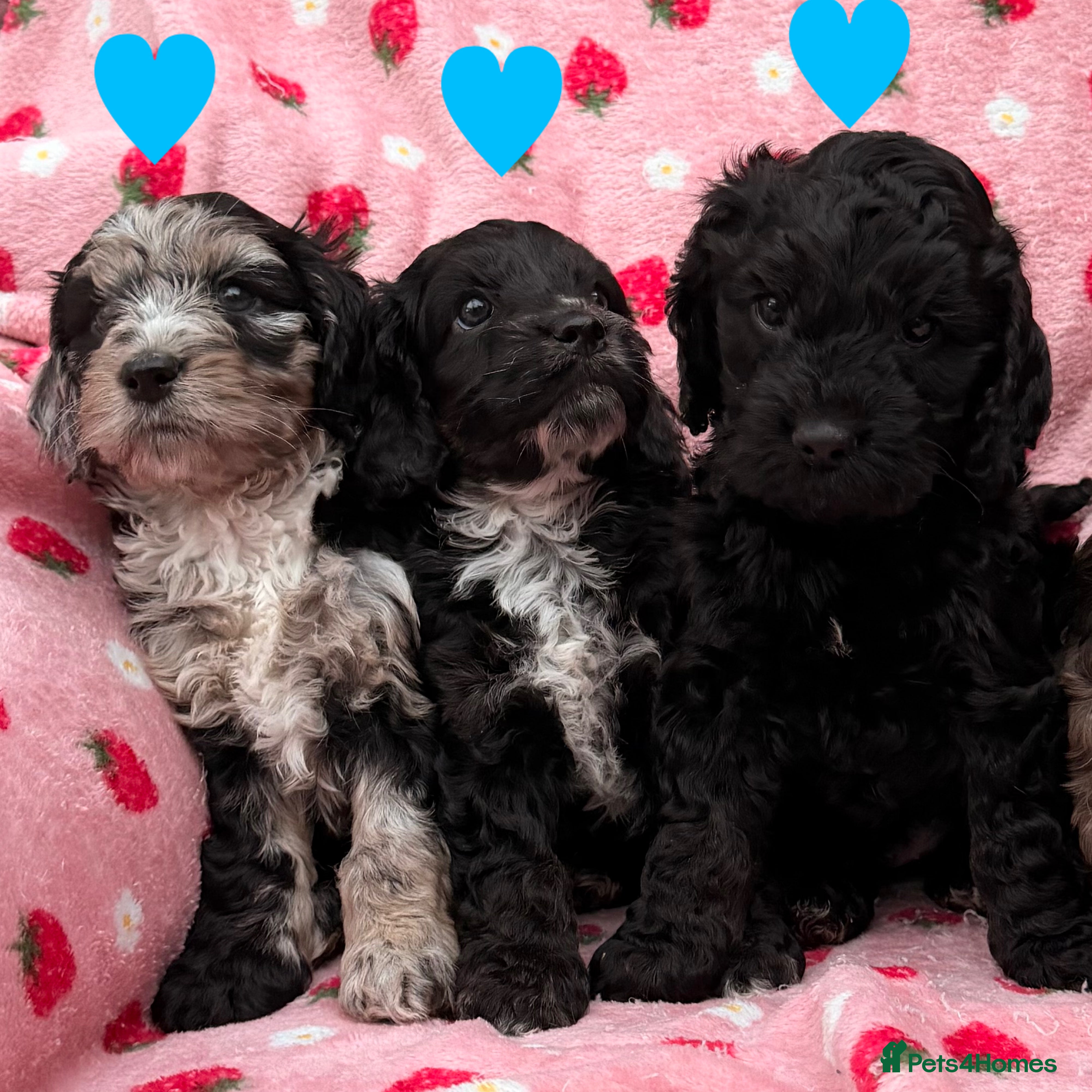 Cockapoo dogs F1 Cockapoo Puppies - Advert 16