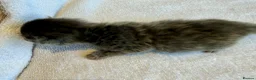 Maine Coon cats for sale:     Stunning Maine Coon x Ragdoll Kittens  - Advert 15