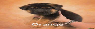 German Shepherd Puppy orange