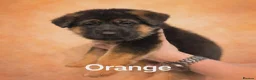 German Shepherd dogs for sale: Beautiful German Shepherd Puppies - Advert 5