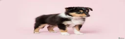 Rough Collie dogs for sale: 7 Gorgeous rough collie puppies for sale in Spalding - Advert 16