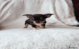Chihuahua dogs for sale: Gorgeous Baby Chihuahua puppies  - Image 6